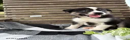 Pomsky dogs for sale: Diesel - Ad 3