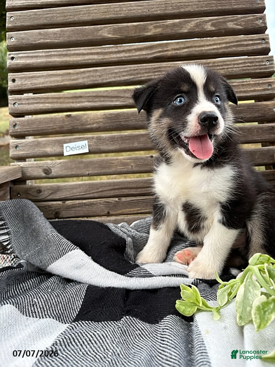 Pomsky dogs for sale: Diesel - Ad 3