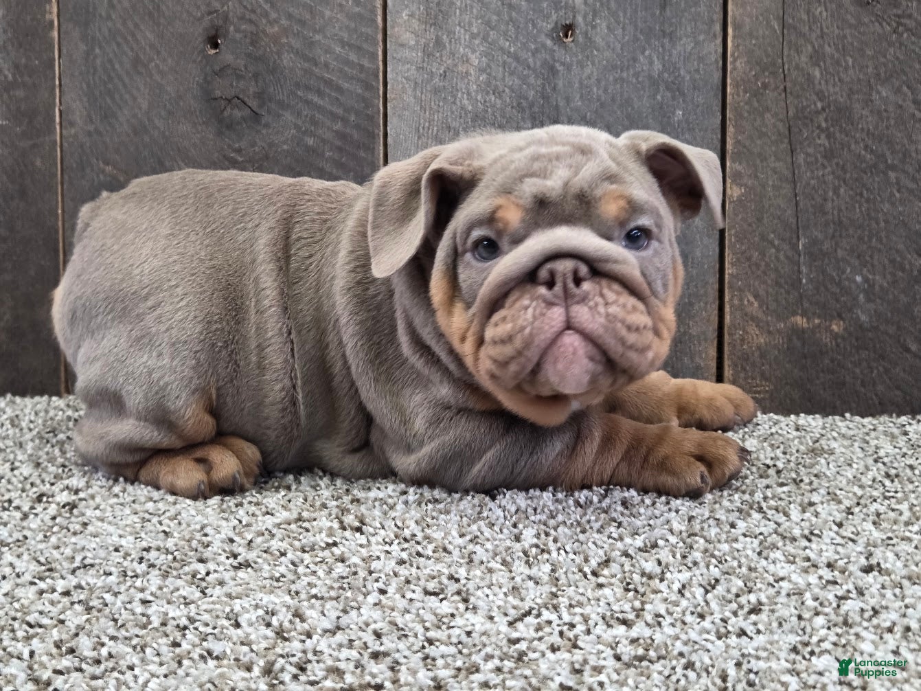 English Bulldog dogs Bertha - Ad 1