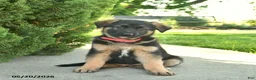 Mixed Breed dogs for sale: Robin  - Ad 1