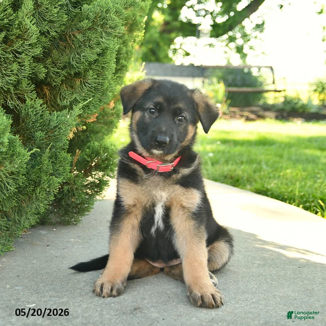 Mixed Breed dogs for sale: Robin  - Ad 1
