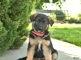 Mixed Breed dogs for sale: Robin - Ad 1