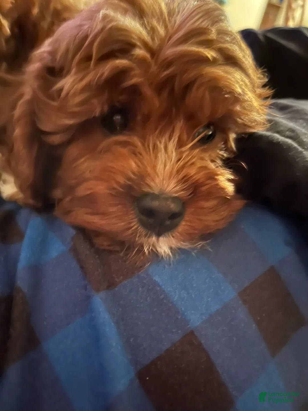 Cavapoo dogs for sale: Cavapoo Puppy 1 - Ad 6
