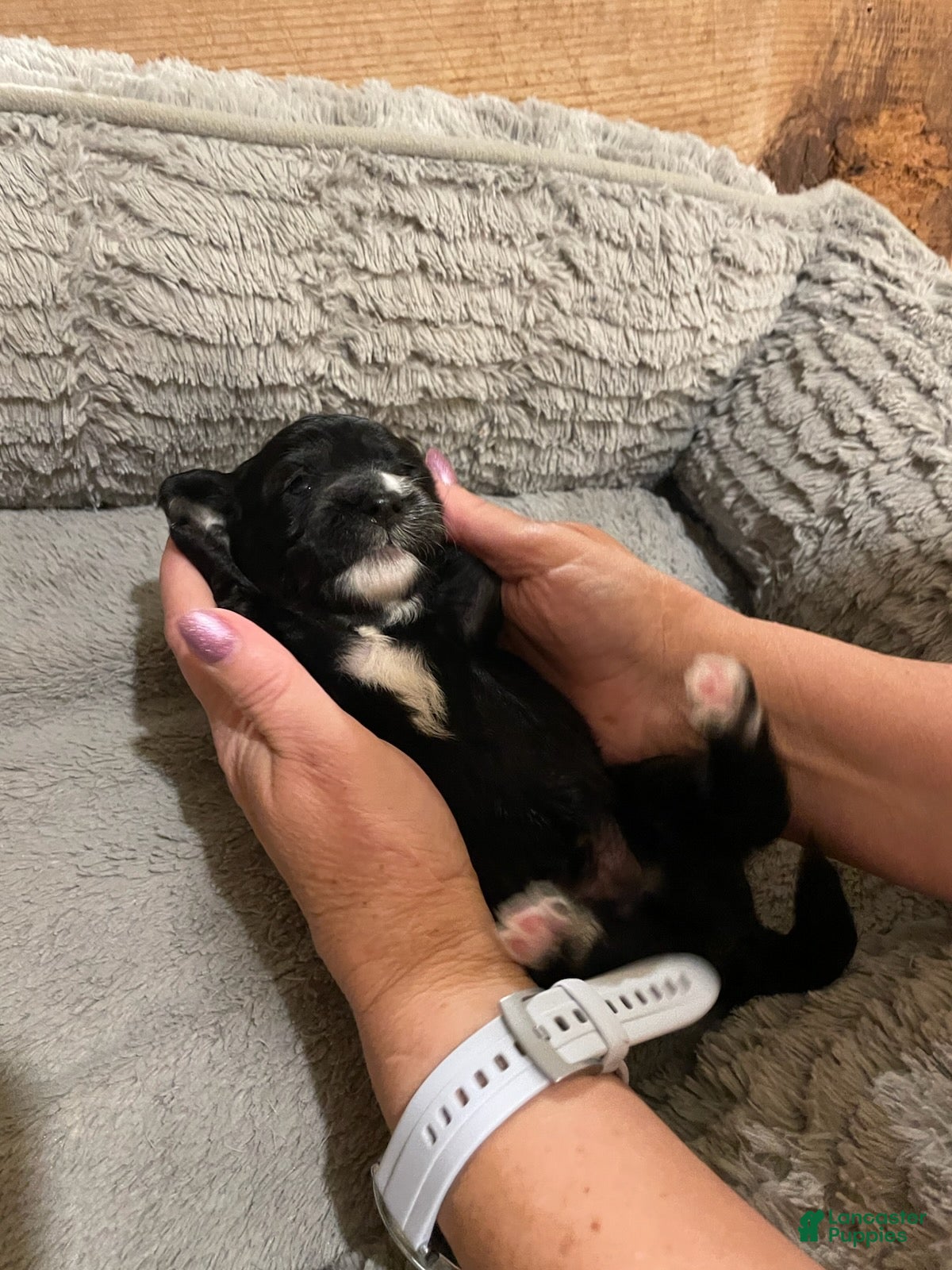 Mini Goldendoodle dogs Boy 3 - Ad 1