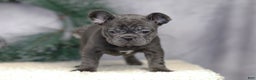 French Bulldog dogs for sale: Cami - Ad 4