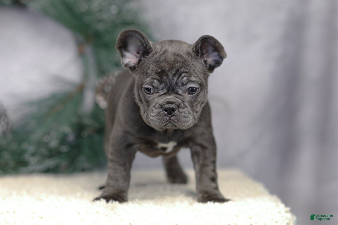 French Bulldog dogs for sale: Cami - Ad 4