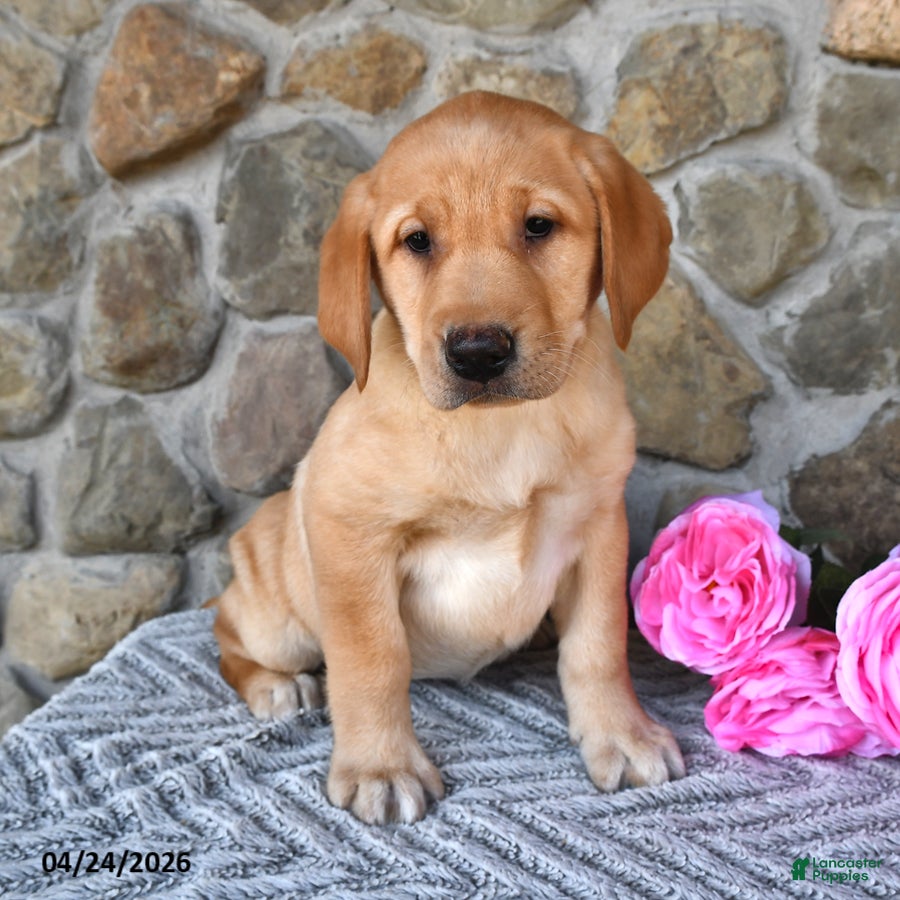 Labrador Retriever dogs Hazel - Ad 2