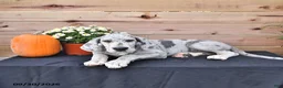 Great Dane dogs for sale: Bo  - Ad 2