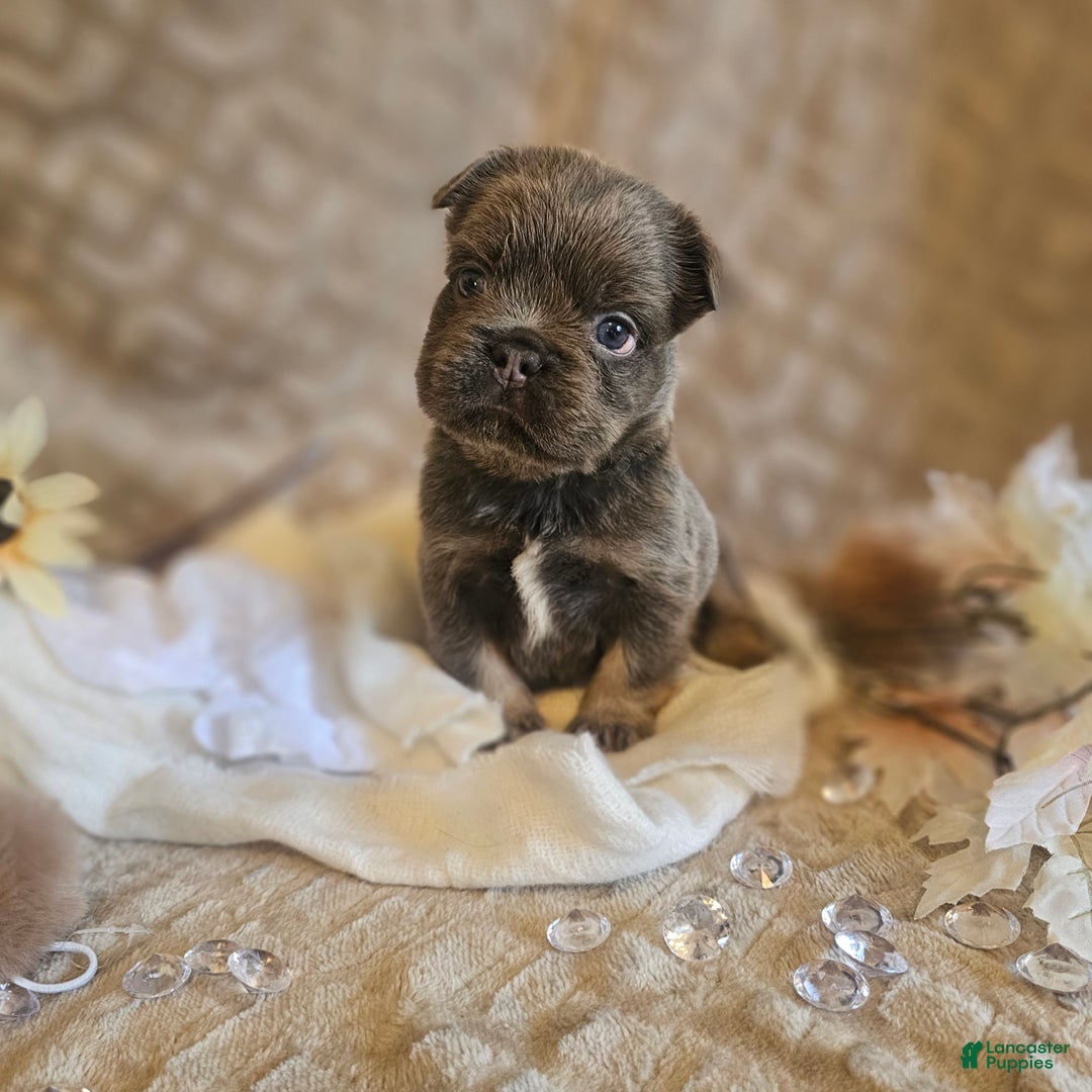 French Bulldog dogs for sale: Biscotti AKC Fluffy  - Ad 18