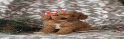 Cavapoo dogs for sale: Candace Hypoallergenic - Ad 1