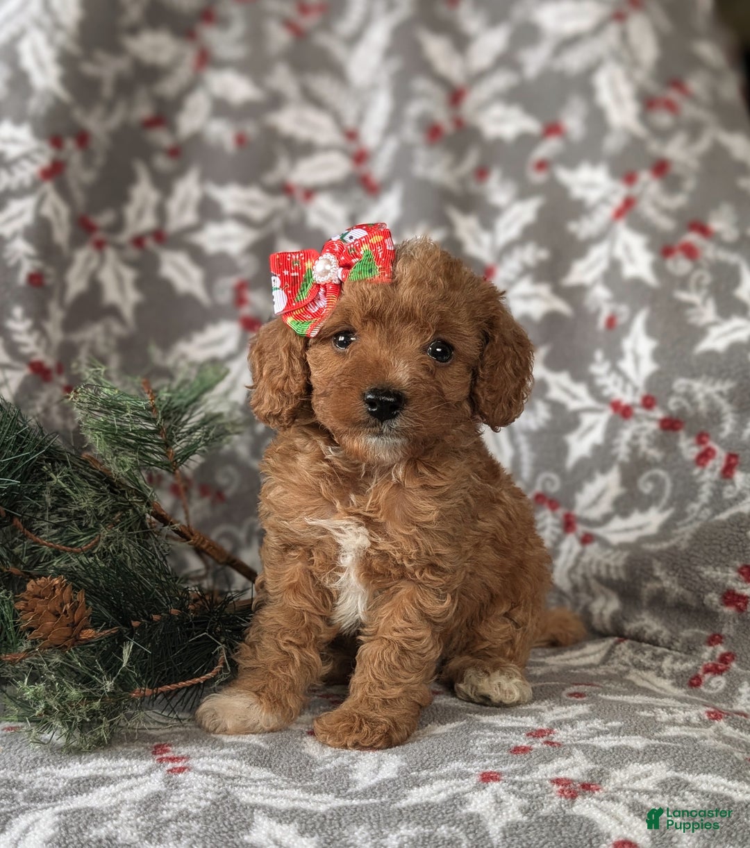 Cavapoo dogs for sale: Candace Hypoallergenic - Ad 1