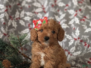 Cavapoo dogs Candace Hypoallergenic - Ad 23