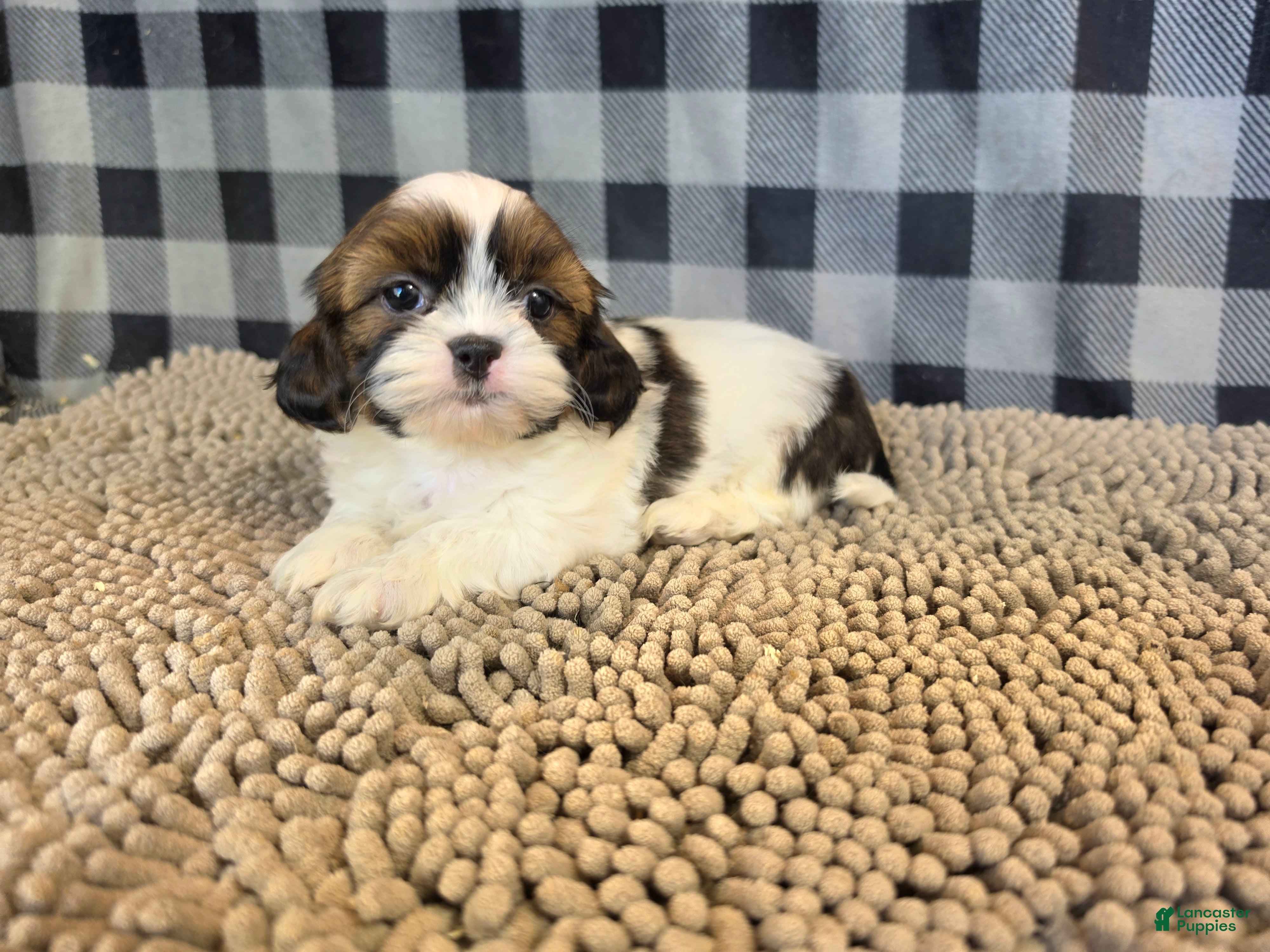 Shih Tzu dogs for sale: Adam - Ad 1