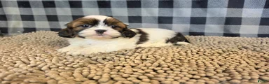 Adam