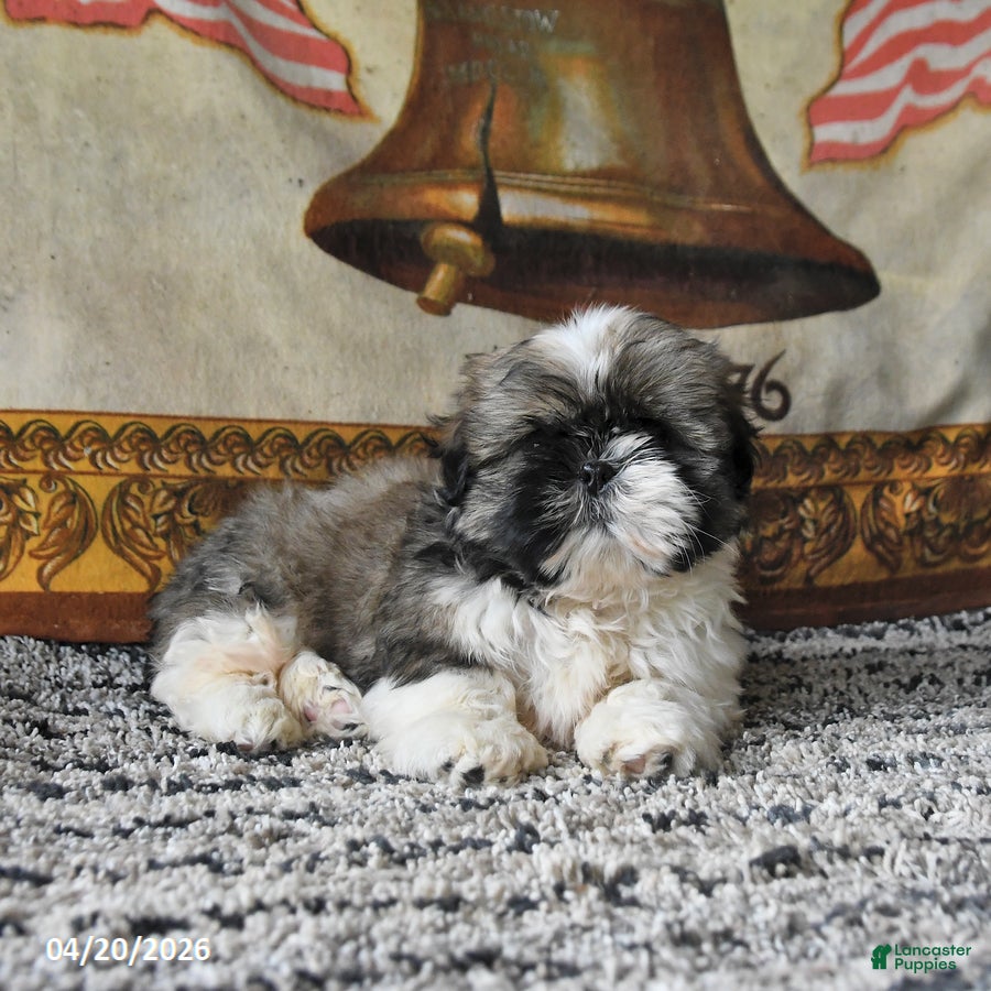 Shih Tzu dogs Muffin - Ad 2