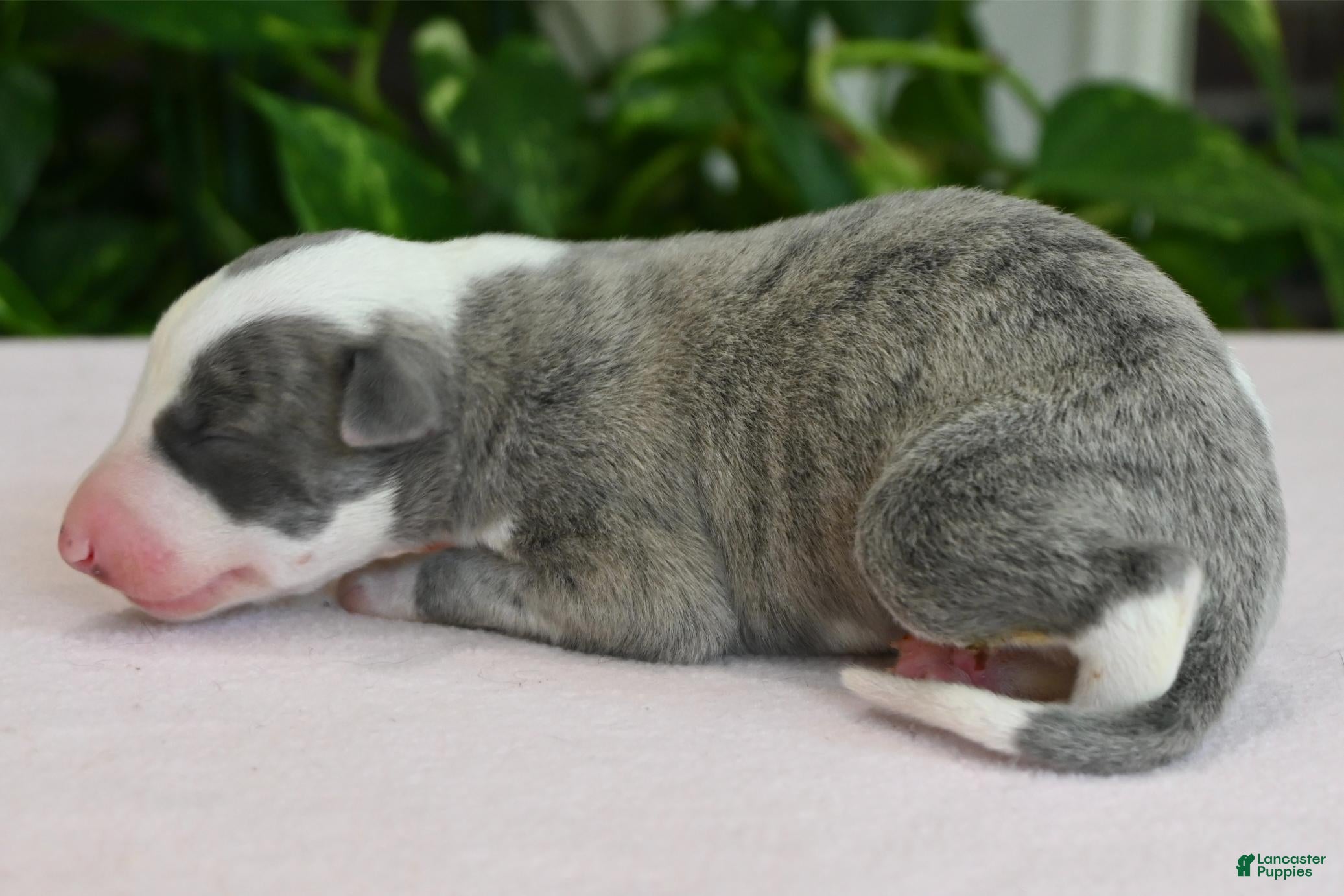 Whippet dogs Skye - Ad 1