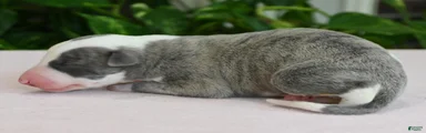 Skye