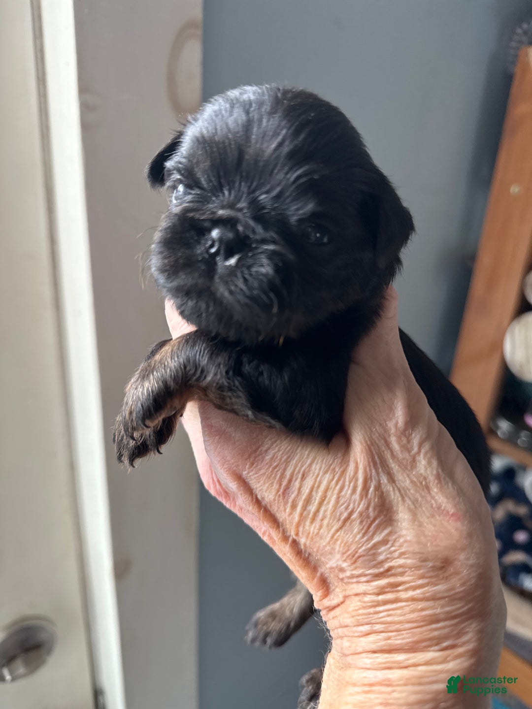 Brussels Griffon dogs for sale: Caroline - Ad 3