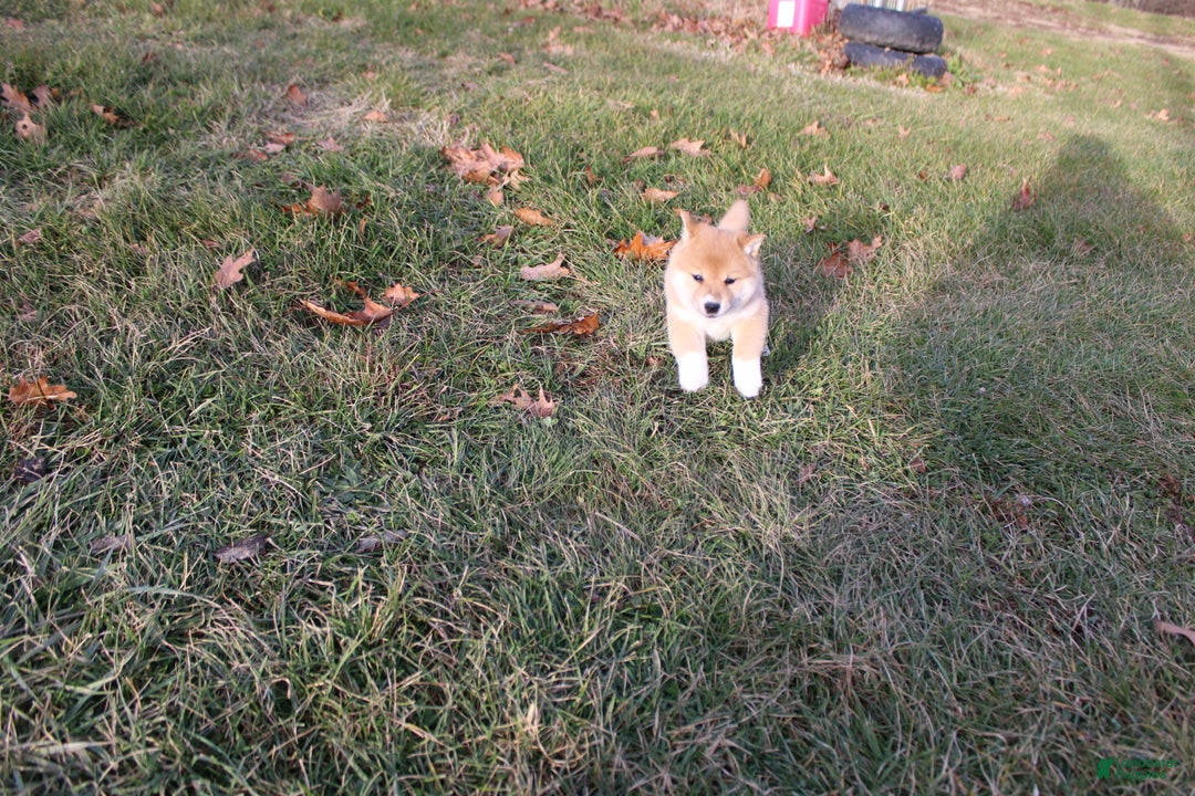 Shiba Inu dogs for sale: Light - Ad 6