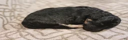 Bichpoo dogs for sale: Ember  - Ad 12