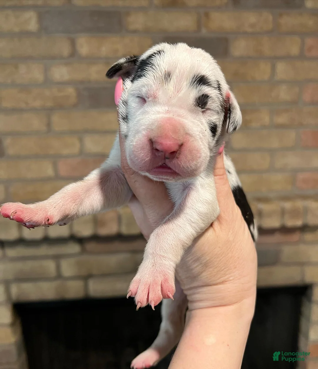 Great Dane dogs for sale: Carbon Creed's Onyx Empress - Ad 1