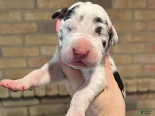 Great Dane dogs for sale: Carbon Creed's Onyx Empress - Ad 1