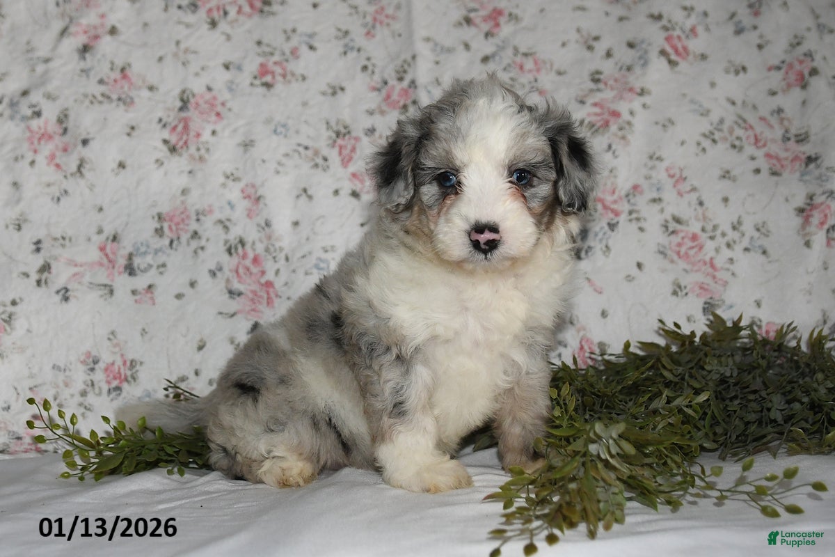 Mini Aussiedoodle dogs Amber - Ad 30