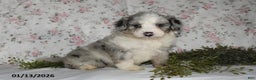 Mini Aussiedoodle dogs for sale: Amber - Ad 1