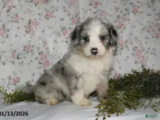 Mini Aussiedoodle dogs Amber - Ad 8