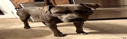 American Bully dogs for sale: "LIL KIM" - Ad 6