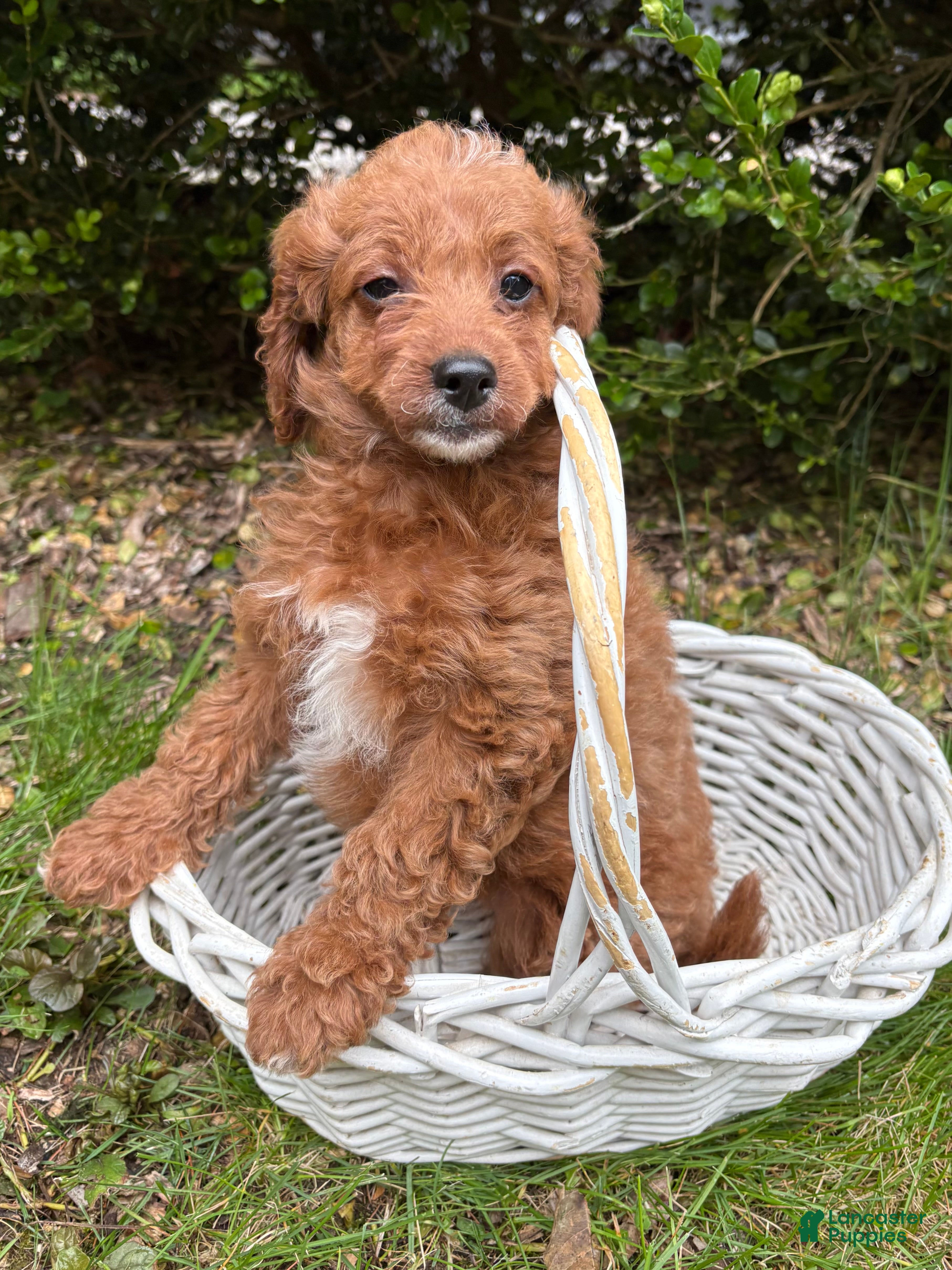 Goldendoodle dogs Avi  - Ad 1