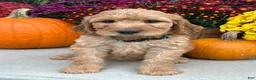Irish Doodle dogs for sale: Cody - Ad 9