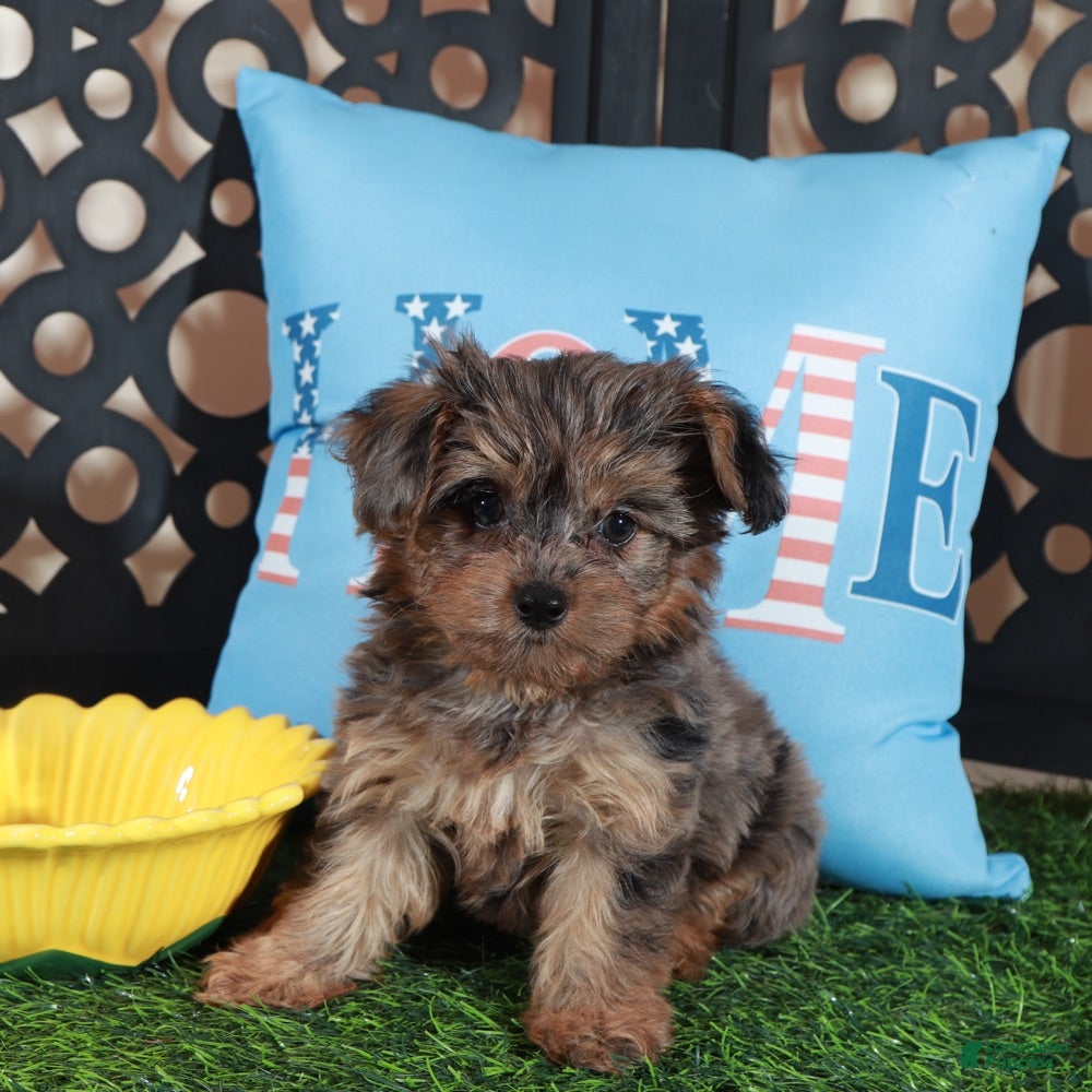 Yorkiepoo dogs Sapphire Stunning Merle Yorkie-poo - Ad 2