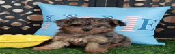 Yorkiepoo dogs for sale: Sapphire Stunning Merle Yorkie-poo - Ad 2