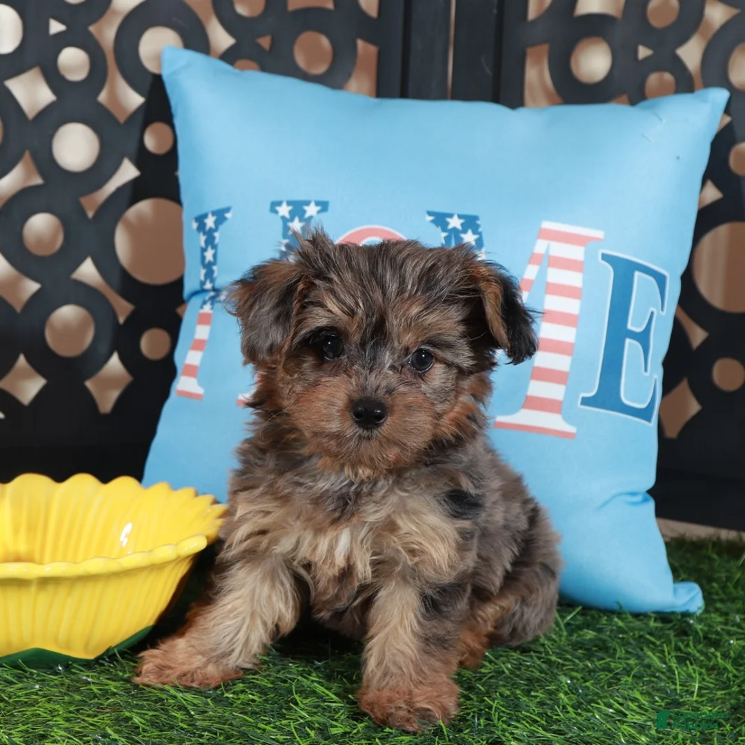 Yorkiepoo dogs for sale: Sapphire Stunning Merle Yorkie-poo - Ad 2