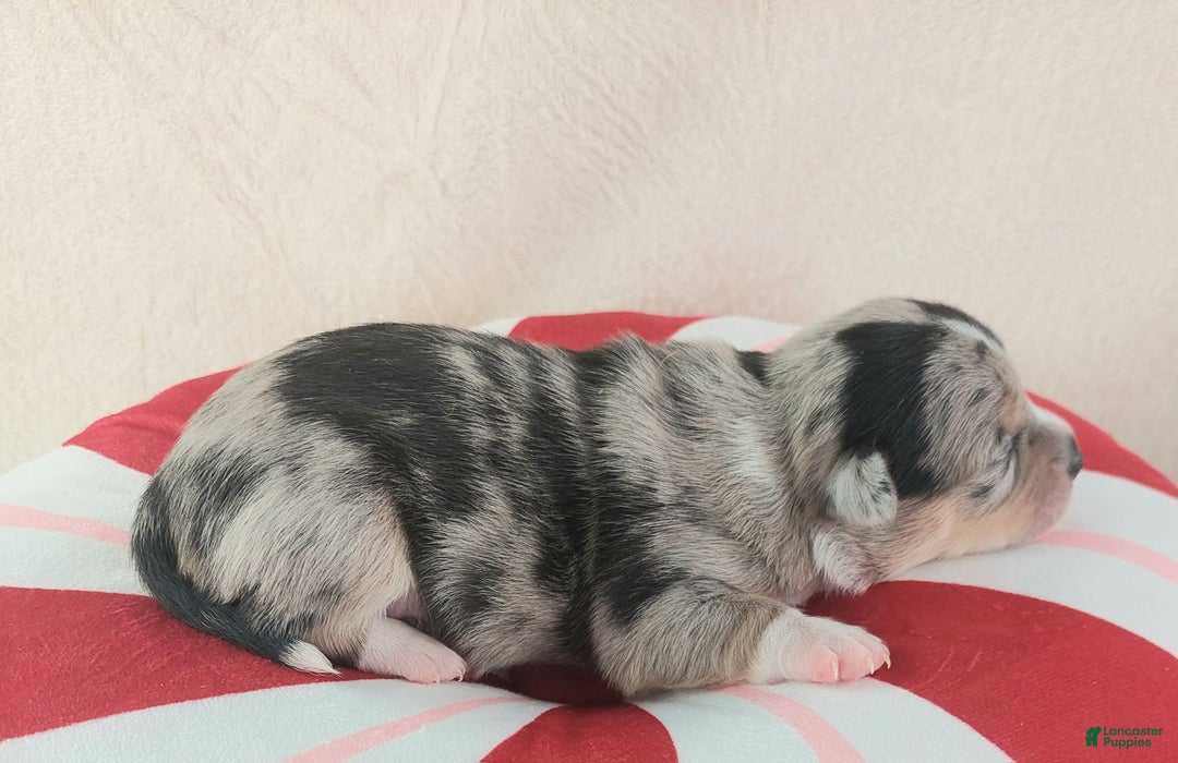 Chihuahua dogs for sale: Micah - Ad 10