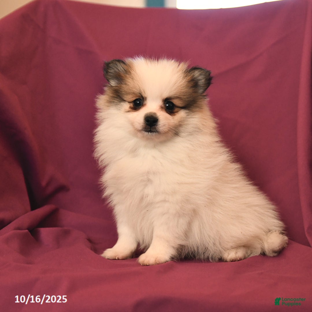 Pomeranian dogs for sale: Sport - Ad 6