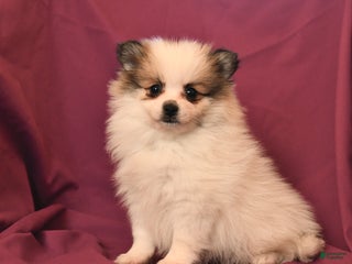 Pomeranian dogs - Ad 35