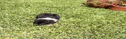 Mixed Breed dogs for sale: Saide  - Ad 6