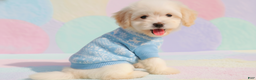 Maltipoo dogs for sale: BEAR - Ad 5