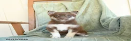 Pomsky dogs for sale: Breeze - Ad 3