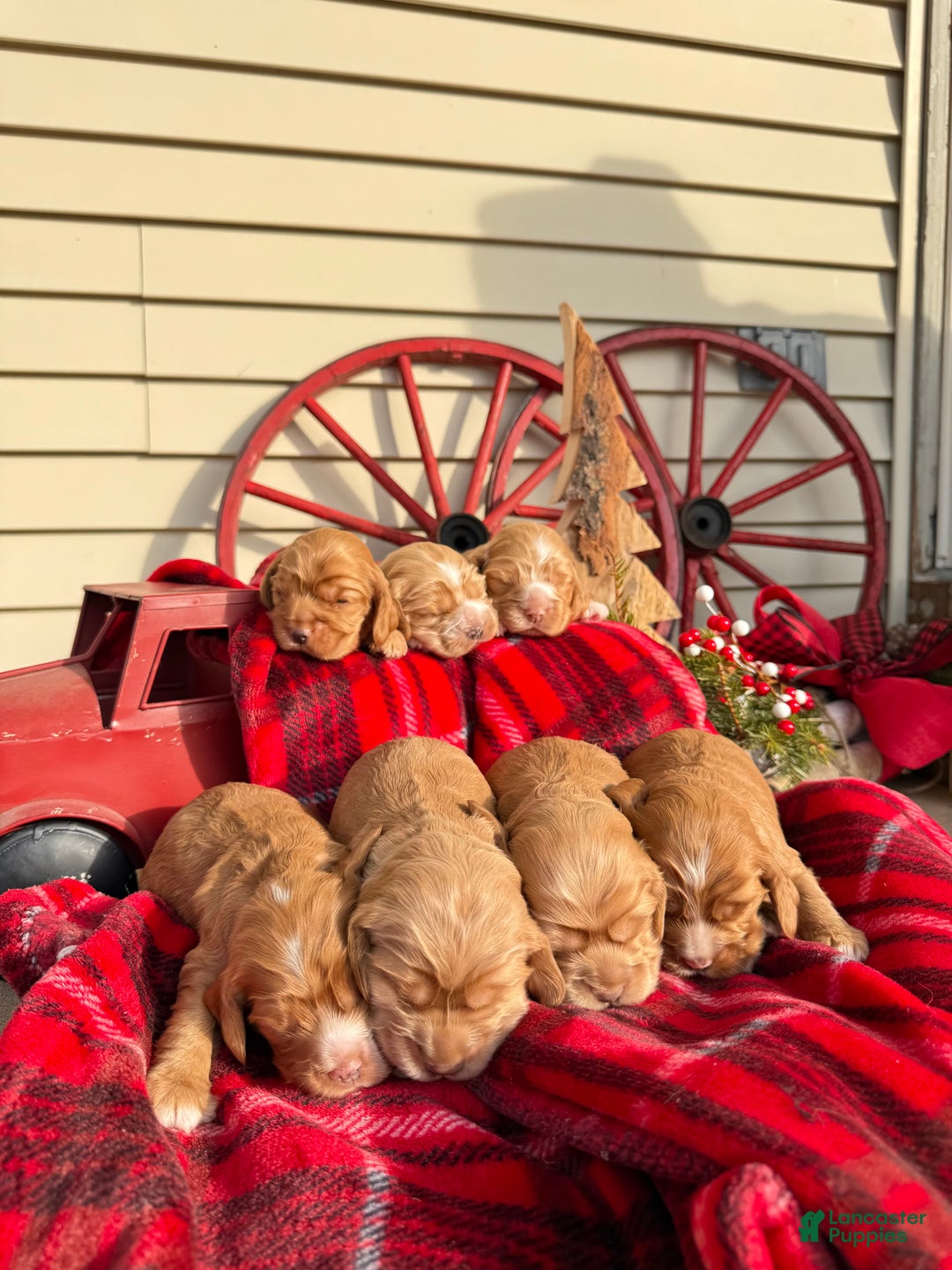 Cocker Spaniel dogs for sale: Alfie - Ad 5