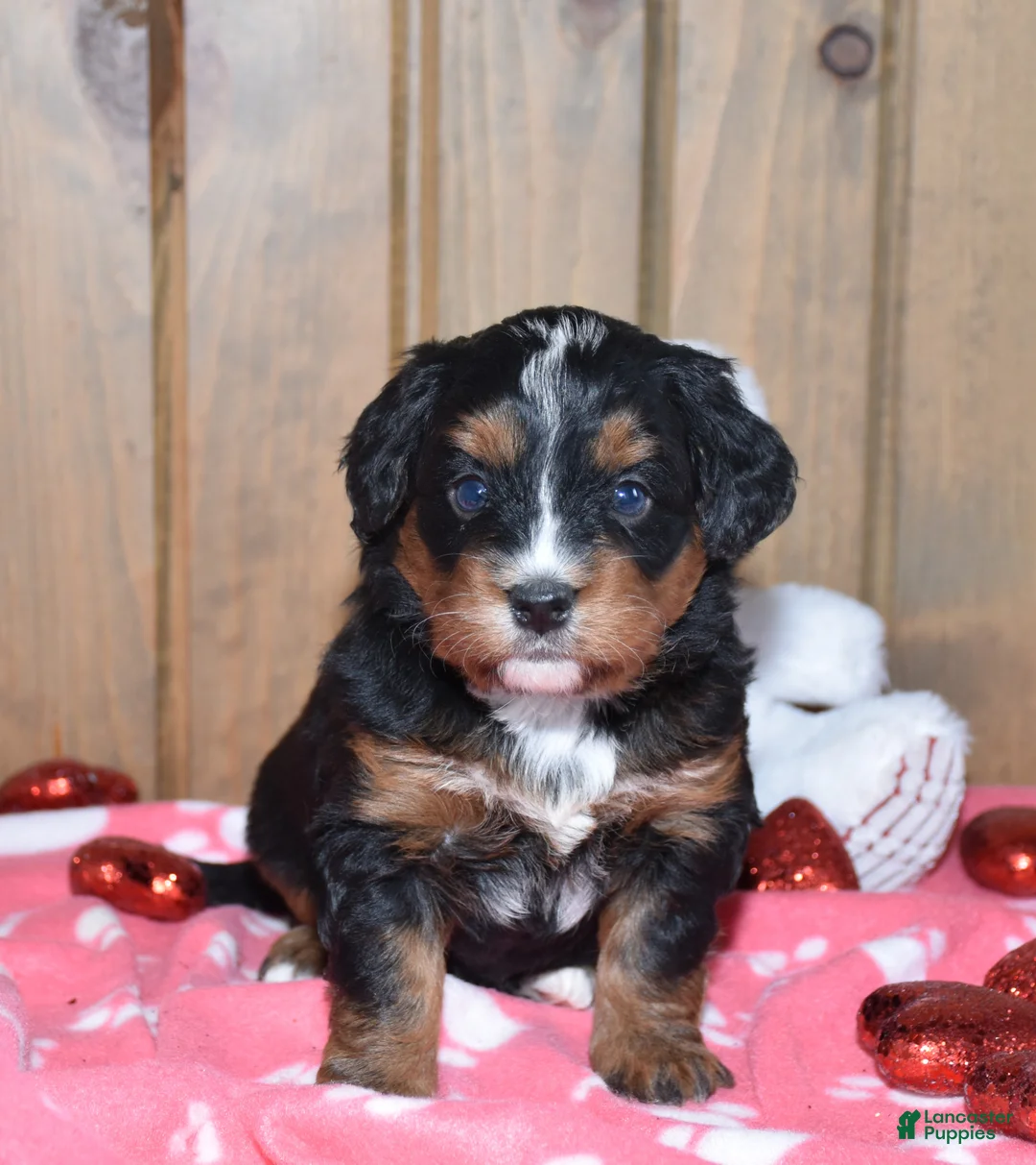 Mini Bernedoodle dogs for sale: Minnie - Ad 4