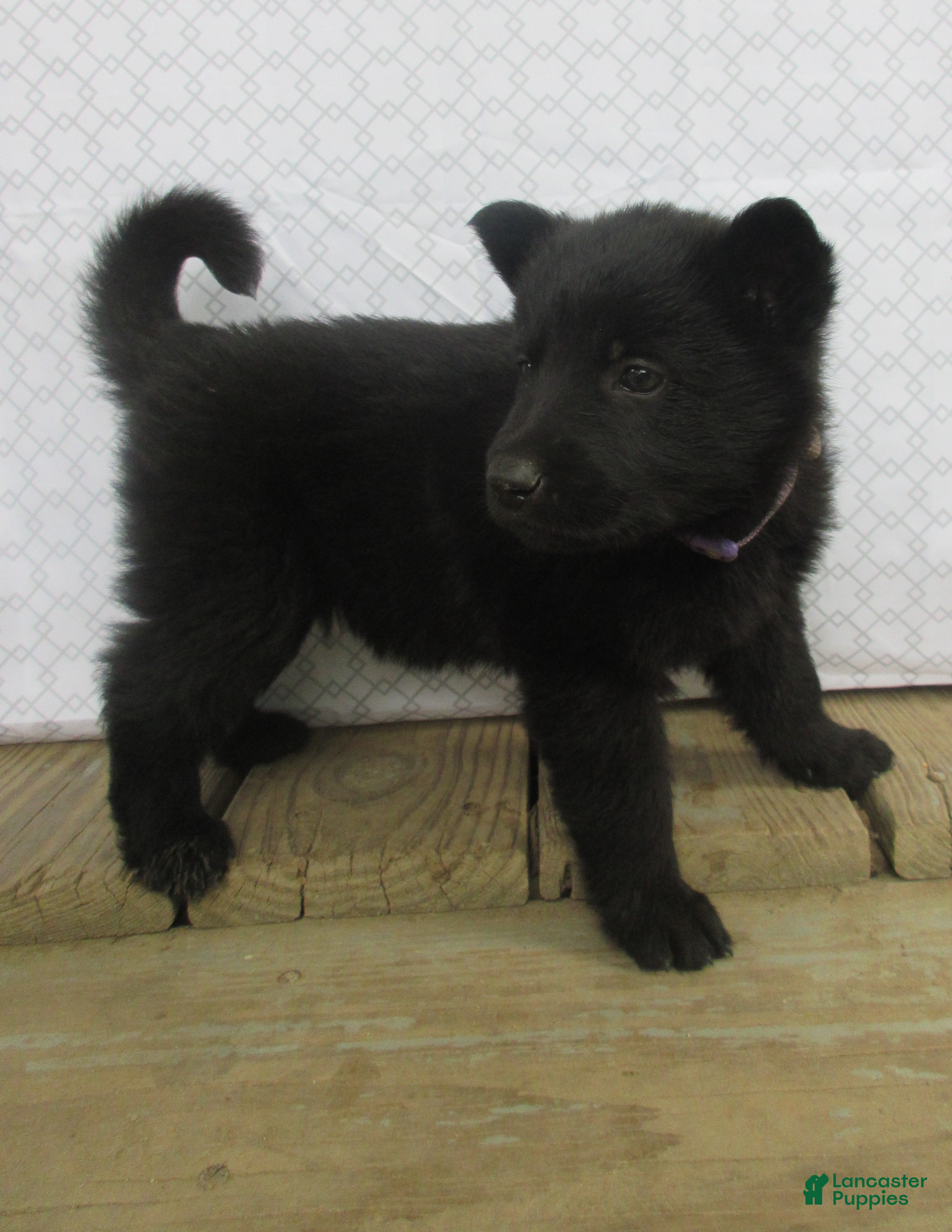 German Shepherd dogs Shirley - Ad 1