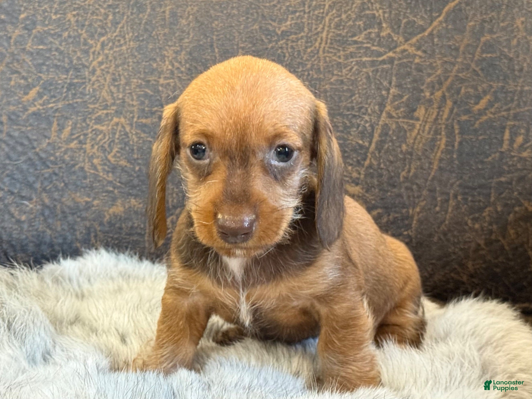 Miniature Dachshund dogs Dash - Ad 2