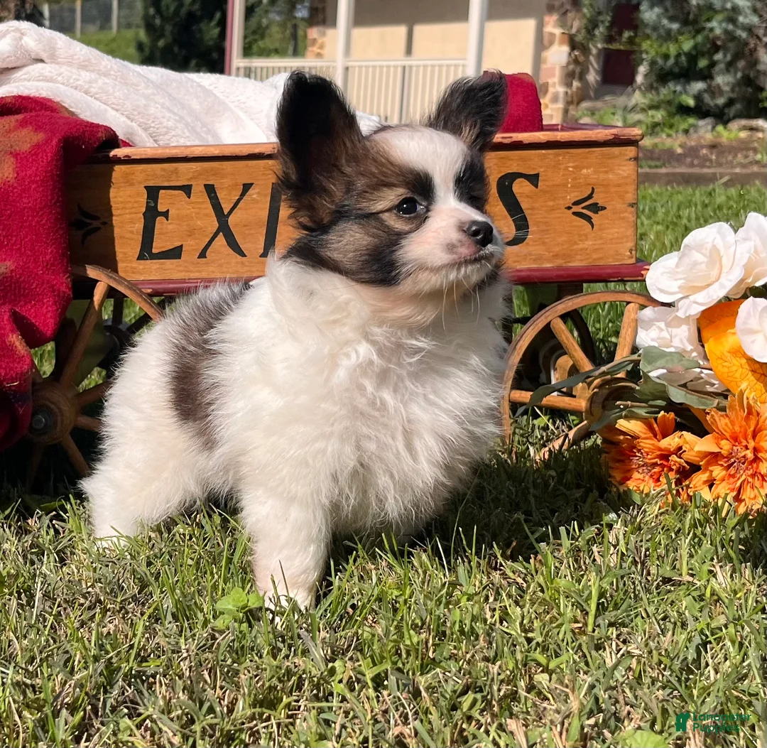 Papillon dogs for sale: Lil Eli❤️AKC🐾Momma is Imported From Poland - Ad 2