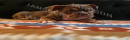 Olde English Bulldogge dogs for sale: Olde English Bulldogge Puppy Scooby - Ad 2