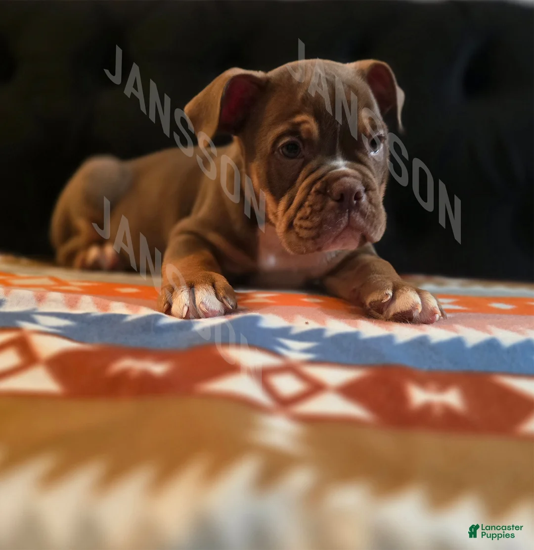 Olde English Bulldogge dogs for sale: Olde English Bulldogge Puppy Scooby - Ad 2