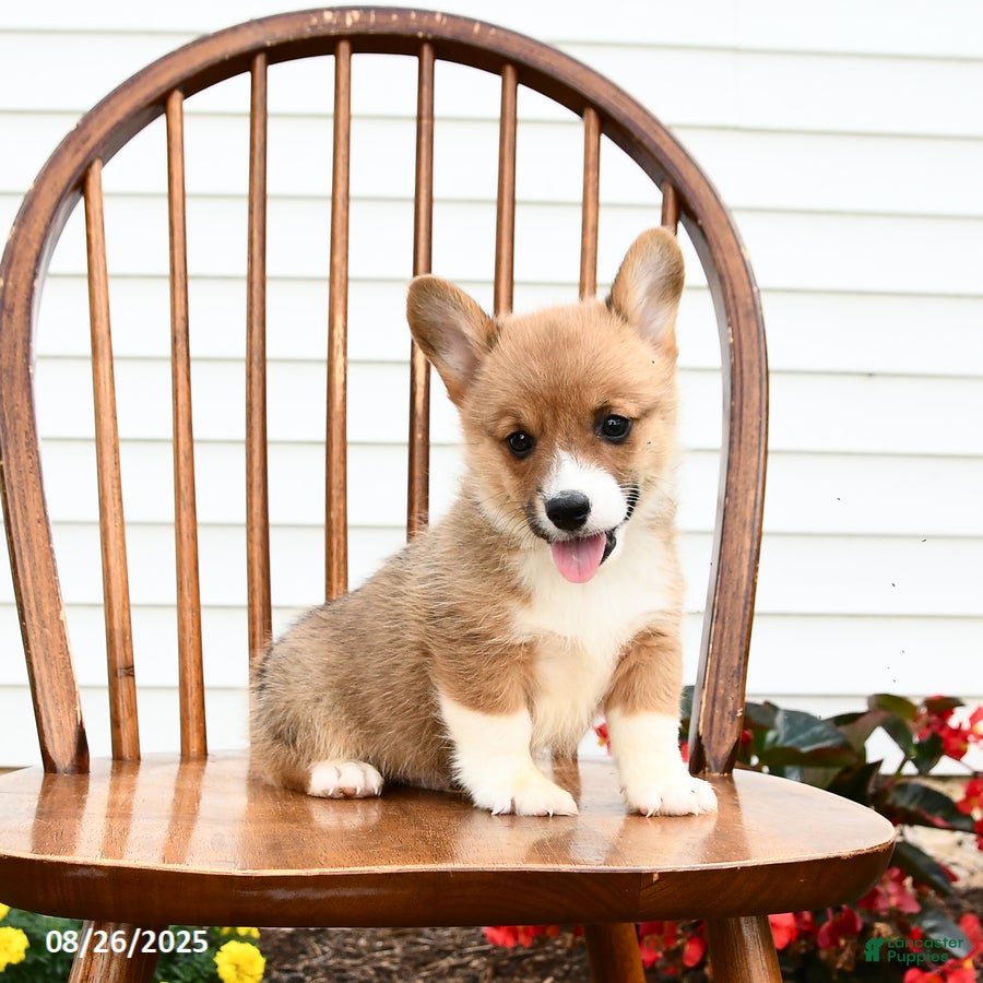 Welsh Corgi Pembroke dogs Bear - Ad 40