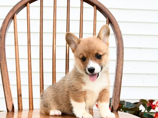 Welsh Corgi Pembroke dogs Bear - Ad 32